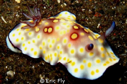 Casper, the friendly ghost- coral gardens, Tulamben by Eric Fly 